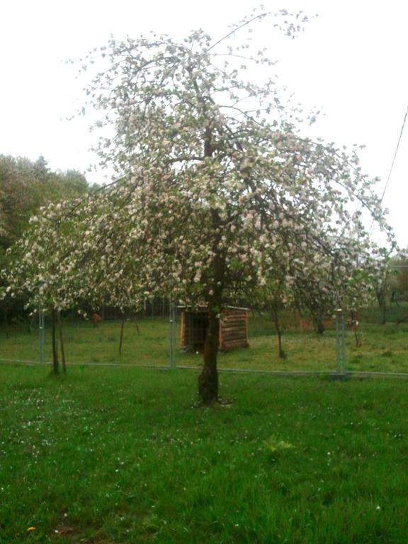 Vosges Chambres D'Hotes Jeanmenil Εξωτερικό φωτογραφία